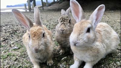 我が聖地、うさぎ島（大久野島）特集！　［６回分の一人旅での訪問記録です。周辺の観光情報もあります。］