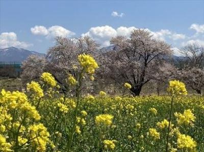 2021年04月　小布施、須坂の桜を求めて、ぶらぶら散歩してみました。