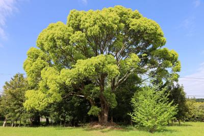 地元民による地元民のための「地元散歩」　旧韮山町・・・今は（恥ずかしながら）伊豆の国市　