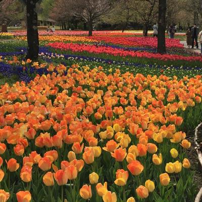 2021年4月18日 国営アルプスあずみの公園のチューリップ