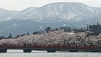 高田城址公園 観桜会