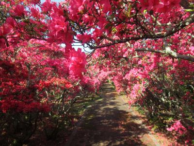 小室山のつつじと地球博物館