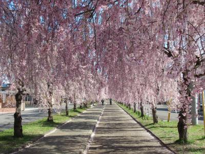 日中線しだれ桜と喜多方蔵の街