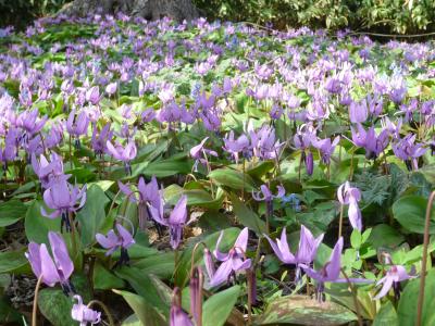 札幌・豊平公園でカタクリの花見ごろ