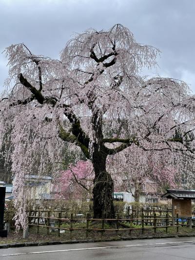 桜にうっとり　角館