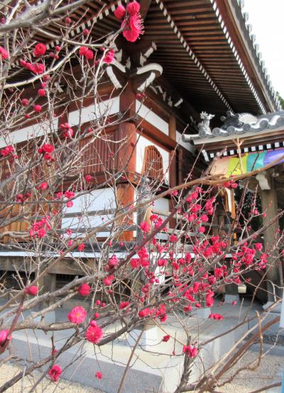 ２０２１年２月　山口県・防府市　その２　周防国分寺の境内散歩。梅が咲いていました。