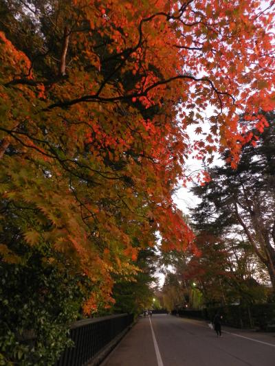 紅葉の夕景の角館を散策◆JALどこかにマイルで行く角館・男鹿・秋田《その２》