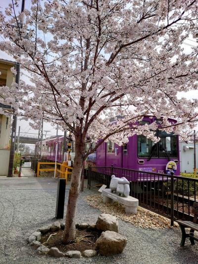 往復フェリー利用で京都・琵琶湖の桜を愛でる一人旅　京都嵐山編