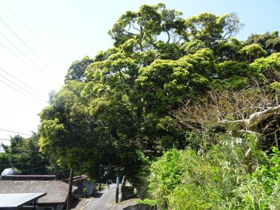 高見のシイの木