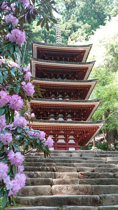 牡丹と石楠花紀行 當麻寺、室生寺、長谷寺