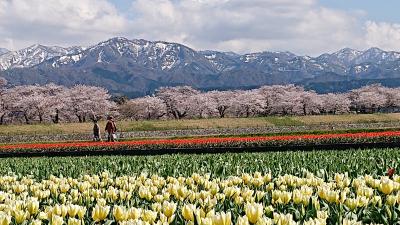 新幹線と青春１８切符を使って富山・春の四重奏と大牧温泉、木彫の街・井波の旅