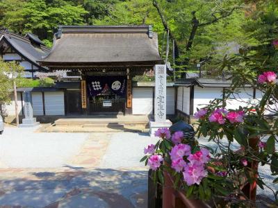 石楠花が早くも満開です  !  室生寺