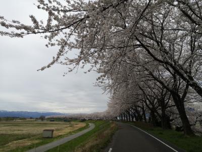 ☆大人の休日?楽部パス７回目　２０２１年４月　東北　桜旅☆　鶴岡　酒田　編　No1