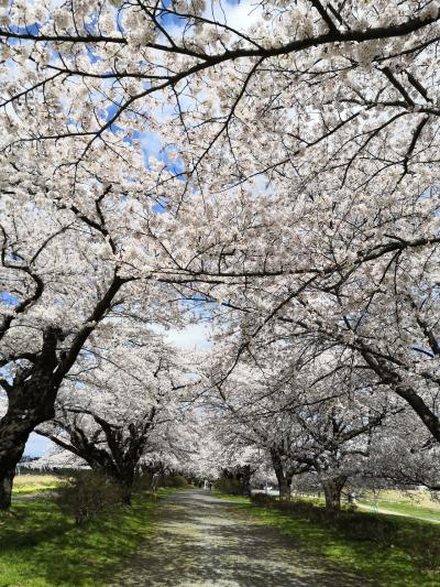 ☆大人の休日?楽部パス７回目２０２１年　東北　桜旅☆　北上展勝地　編　No２