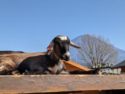 富士山麓で動物まみれの家族忘年会（２／２　まかいの牧場を満喫編）