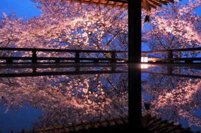 春爛漫の京都・近江桜旅（３）ついに滋賀県へ　石山寺と三井寺の桜