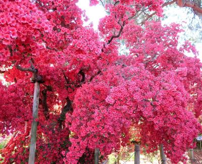 団塊夫婦の春の花巡りドライブ(2021ハイライト）ー館林つつじが岡公園へ