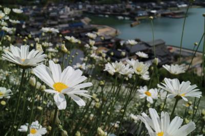 除虫菊の里に行ってミタ。しまなみ海道　因島