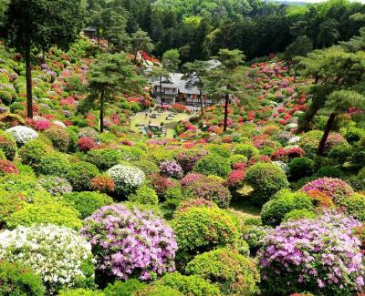 団塊夫婦の日帰り花巡りドライブー（２）青梅塩船観音寺