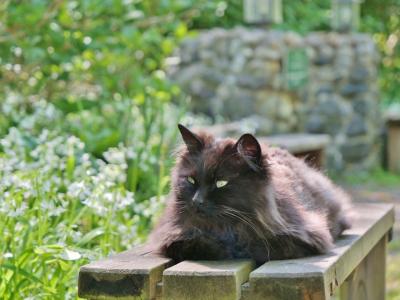 関東地方 猫スポット に関する旅行記 ブログ フォートラベル 関東地方 猫スポット に関する旅行記 ブログ フォートラベル