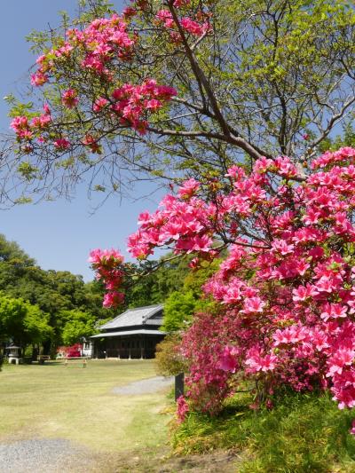 「つつじが岡第二公園」のツツジ_2021_満開、見頃です（群馬県・館林市）