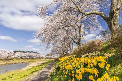福島の国道349号線沿線の桜を巡る撮影行2021（前編）
