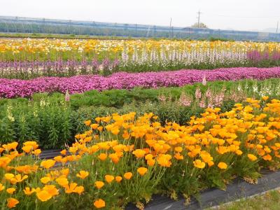 ２０２１年４月　山口県・山陽小野田市　花の海でポピー、ネモフィラなどの花を見ました。