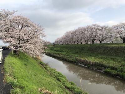 奈良　佐保川の桜並木