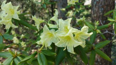 お花の山「坪山」～　奈良倉山へハイキング