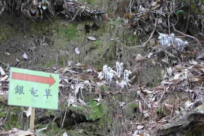 ギンリョウソウ（銀竜草）が開花  !  大神神社