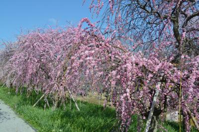 和泉リサイクル環境公園に遊ぶ