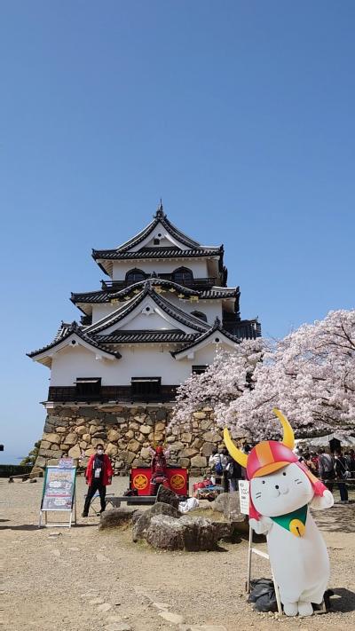 往復フェリー利用で京都・琵琶湖の桜を愛でる一人旅　国宝彦根城編