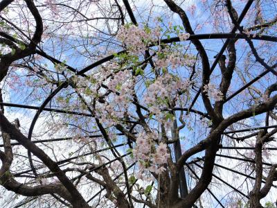 2021年4月　京都と奈良でお花見（6）退蔵院の桜～妙心寺（大心院、桂春院）