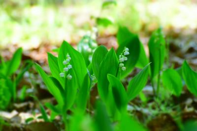 その可憐な花姿の割に、実は毒いっぱいの『すずらん』　　　すずらんの里　（DIYもあり）