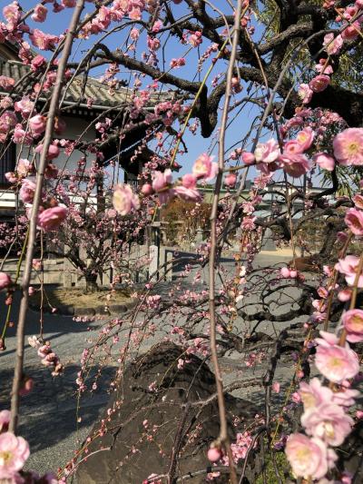 善峯寺、勝尾寺、總持寺、穴太寺