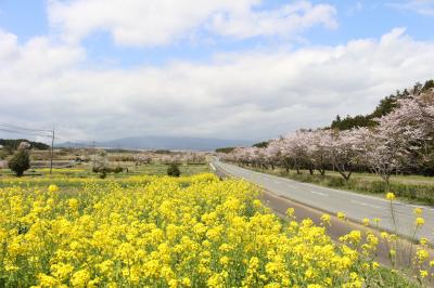 富士山とのコラボを探して、静岡東部を桜旅
