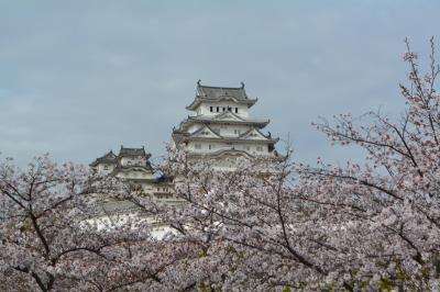桜の花咲く姫路城、圓教寺、そして久しぶりの神戸