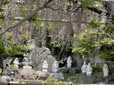 花を探して　高圓寺　手児奈霊堂　弘法寺など