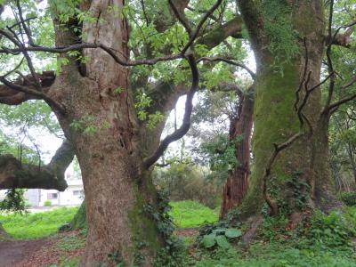 鹿児島4泊一人旅 ’21/04 No2