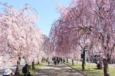 名所がたくさん、福島の桜を見に行ってみました。２日目