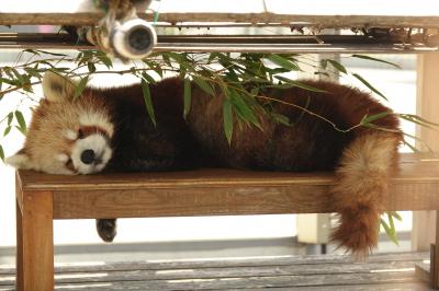 徳山動物園　緊急事態や蔓防の間隙を突いて1年1ヶ月ぶりの徳山動物園！！ 平和にお昼寝する風花さんの姿に久々に心が癒されました