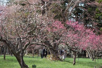 地下鉄で花見スポット巡り