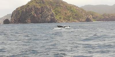 小笠原ひとり旅　父島＆母島　２航海