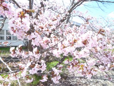 札幌・寒地土木研究所で千島桜開花（2021年）