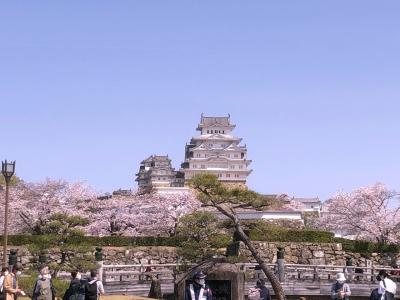 満開の桜と姫路城