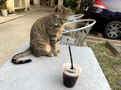【沖縄】海遊びの後は夕空を眺めながら市場の猫カフェでまったり