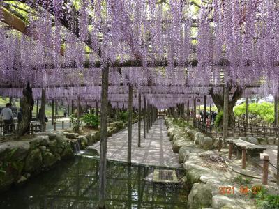 天王川公園の藤を三度目の正直が叶い出かける！