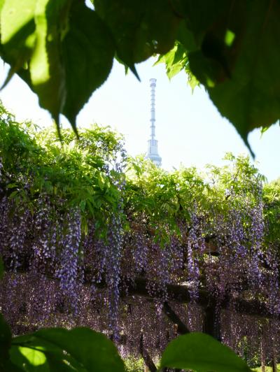 もう藤は終了！！2021年4月の亀戸天神-2021.4-