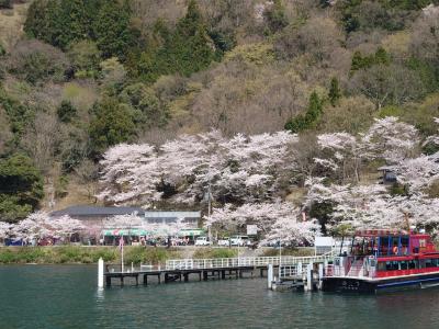 往復フェリー利用で京都・琵琶湖の桜を愛でる一人旅　海津大崎桜クルーズ編