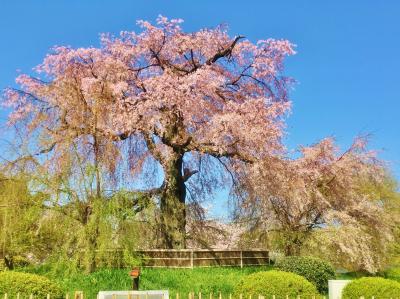 春うらら♪桜舞う京都へお花見名所巡り